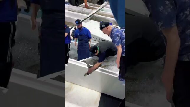 【動画】海の恵みを、最高の鮮度で。市場の風景を公開しました